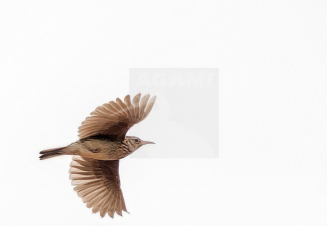 Dupont's Lark (Chersophilus duponti duponti) in flight over plains of Belchite, Spain. stock-image by Agami/Rafael Armada,