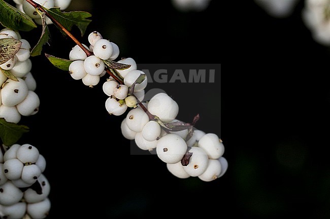 Snowberry berries stock-image by Agami/Wil Leurs,