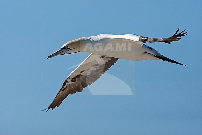 Kaapse Jan-van-gent in vlucht, Cape Gannet in flight stock-image by Agami/Wil Leurs,