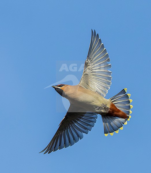 First-winter male Bohemian Waxwing (Bombycilla garrulus) on Texel, Netherlands. Catching insects in the air. stock-image by Agami/Marc Guyt,