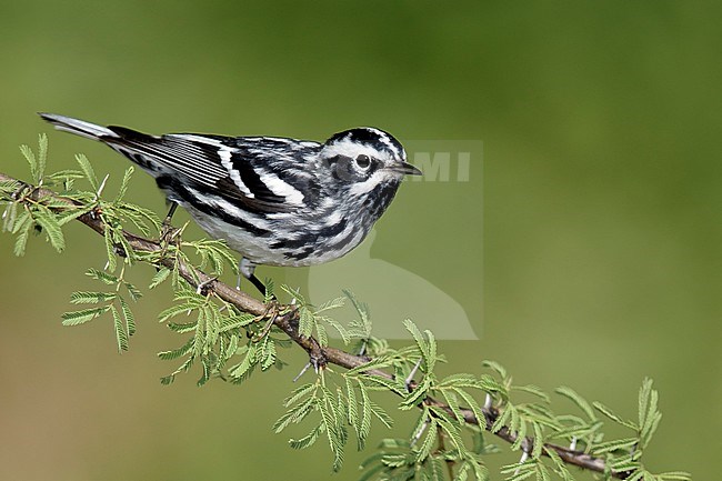 Adult male
Galveston Co., TX
April 2014 stock-image by Agami/Brian E Small,