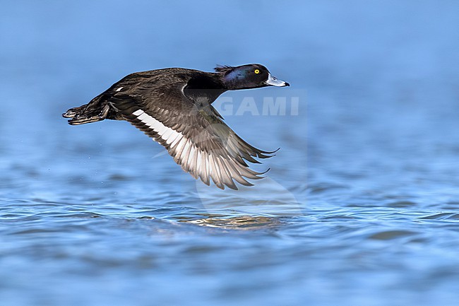 Adult male Tufted Duck (Aythya fuligula) in Italy. stock-image by Agami/Daniele Occhiato,