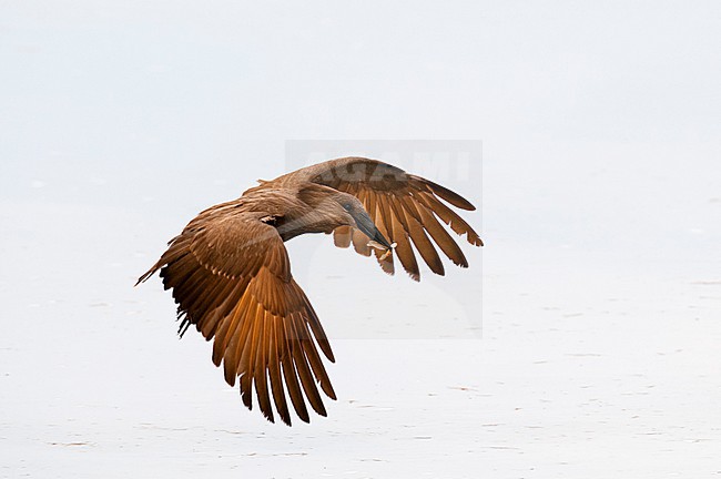 Portrait of a hammerkop, Scopus umbretta, in flight with a termite in its beak. Khwai Concession Area, Okavango, Botswana. stock-image by Agami/Sergio Pitamitz,