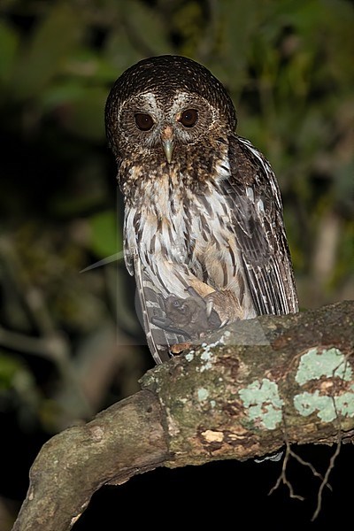 Mottled Owl (Strix virgata) perched on a branch in a dark rainforest in Guatemala. stock-image by Agami/Dubi Shapiro,