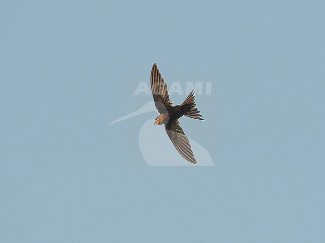 White-rumped Swift (Apus caffer) in flight, photo below. Spain stock-image by Agami/Markku Rantala,