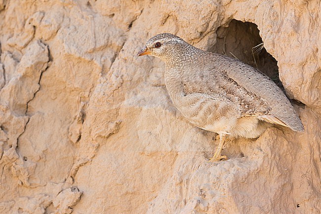 See-see Partridge, Ammoperdix griseogularis, Tajikistan, adult female. stock-image by Agami/Ralph Martin,