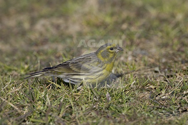 Fouragerende Europese Kanarie; Foraging European Serin stock-image by Agami/Daniele Occhiato,