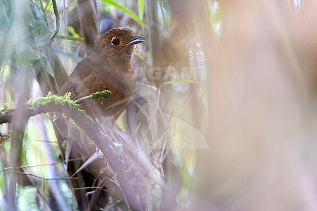Chachapoyas Antpitta (Grallaria gravesi) in Northern Peru. Endemic to the eastern slope of the Peruvian Andes in the departments of Amazonas, San Martín and Huánuco, and inhabit humid montane forests and forest edges. stock-image by Agami/Dani Lopez-Velasco,