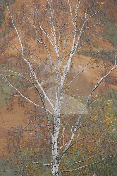 Berk in de Oderdelta; Birch in the Oderdelta stock-image by Agami/Menno van Duijn,