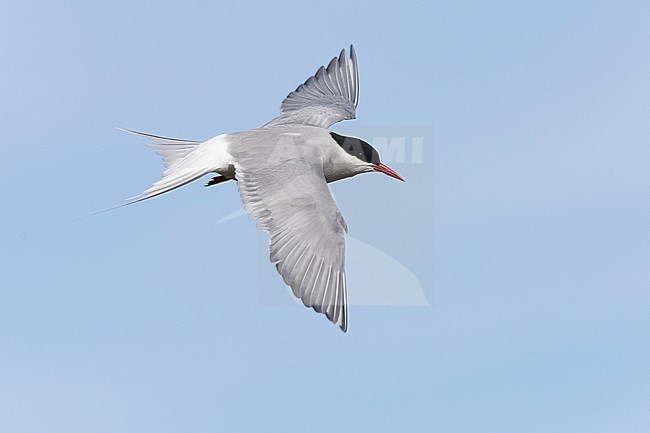 Arctic Tern (Sterna paradisaea), side view of an adult in flight, Southern Peninsula, Iceland stock-image by Agami/Saverio Gatto,