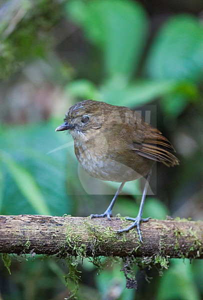 Caldasmierpitta staand op tak; Brown-banded Antpitta standing on the mossy branch stock-image by Agami/Marc Guyt,
