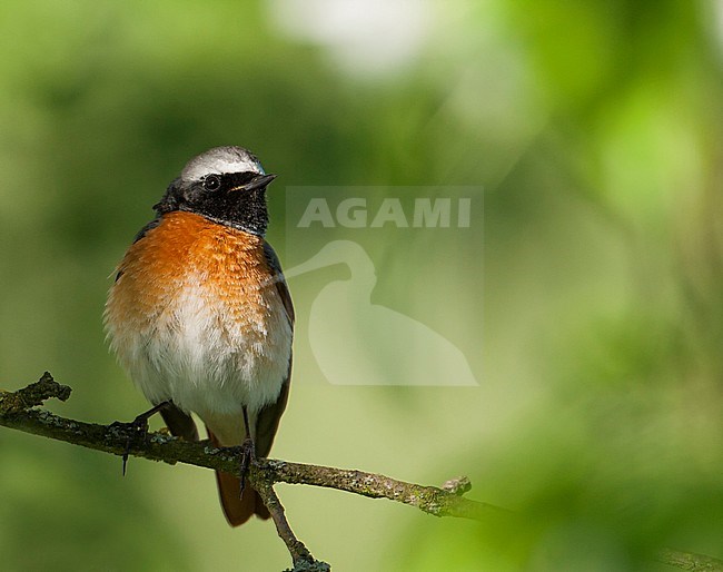 Common Redstart - Gartenrotschwanz - Phoenicurus phoenicurus ssp. phoenicurus, Germany, adult male stock-image by Agami/Ralph Martin,