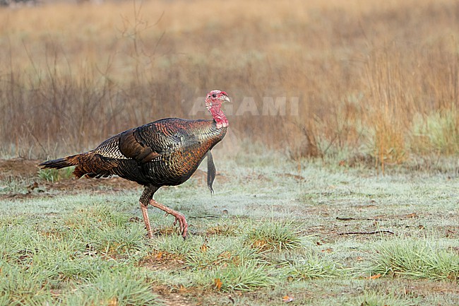 Adult male
Santa Barbara Co., CA
November 2021 stock-image by Agami/Brian E Small,