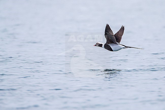 Male Long-tailed Duck (Clangula hyemalis) in flight over the sea water in a harbor on Varangerfjord peninsula, arctic Norway. stock-image by Agami/Marc Guyt,