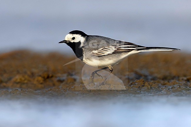 White Wagtail (Motacilla alba) in Italy. stock-image by Agami/Daniele Occhiato,