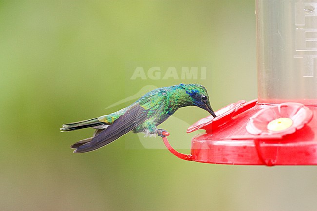 Drinkende Goulds Violetoorkolibrie; Drinking Sparkling Violetear stock-image by Agami/Marc Guyt,