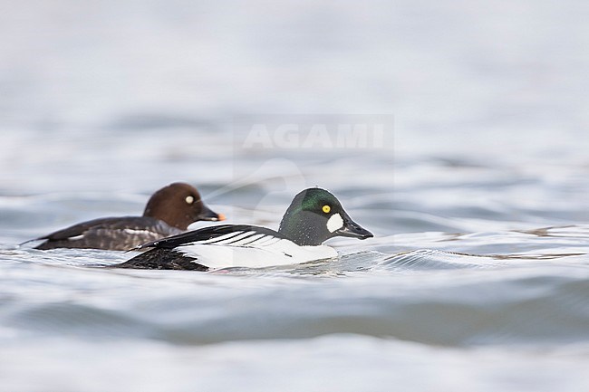 Pair of Common Goldeneye (Bucephala clangula ssp. clangula) swimming in a lake in Germany during winter. Male in the front. stock-image by Agami/Ralph Martin,