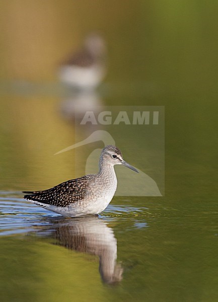 Volwassen Bosruiter in water; Adult Wood Sandpiper in water stock-image by Agami/Markus Varesvuo,