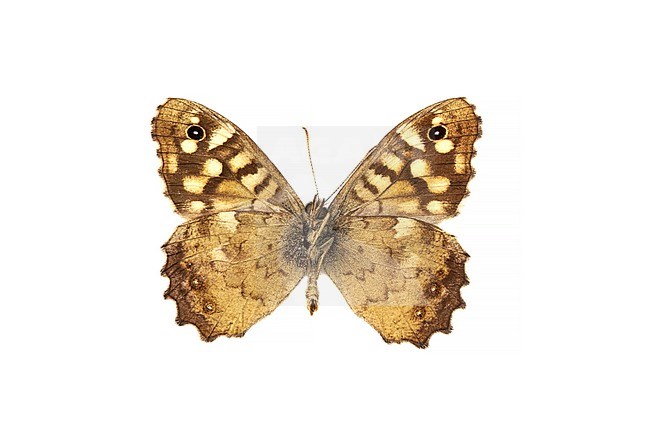 Speckled Wood, Bont zandoogje, Pararge aegeria stock-image by Agami/Wil Leurs,