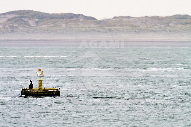 European Shag, Phalacrocorax aristoteli adult summer perched on buoy at the Oosterschelde in front of dunes and beach landscape. stock-image by Agami/Menno van Duijn,