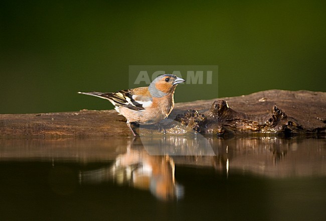 Mannetje Vink bij drinkplaats; Male Common Chaffinch at drinking site stock-image by Agami/Marc Guyt,
