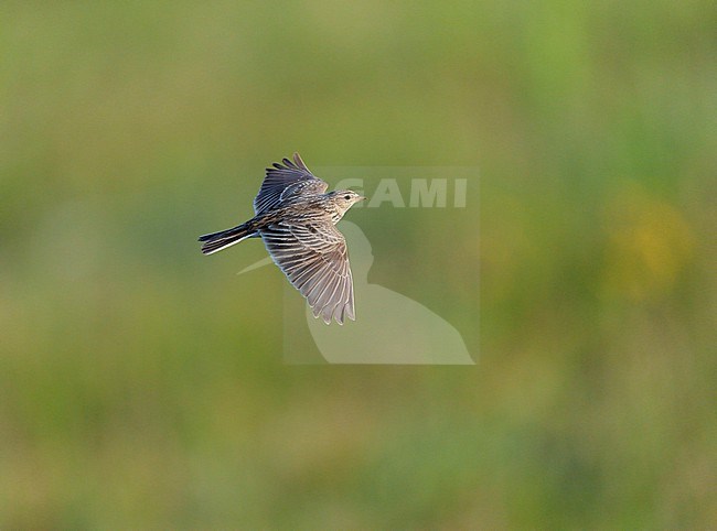 Adult Eurasian Skylark (Alauda arvensis) flying above natural grassland against a green background showing upperside stock-image by Agami/Ran Schols,