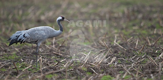 Kraanvogel in maisland stock-image by Agami/Han Bouwmeester,