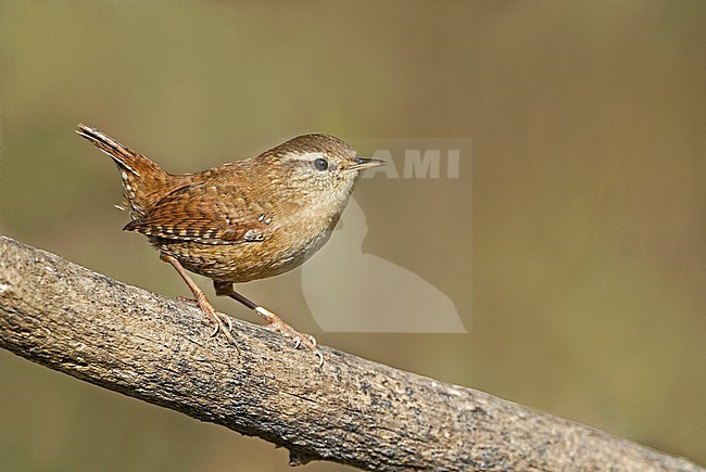 Winter Wren, Winterkoning stock-image by Agami/Alain Ghignone,