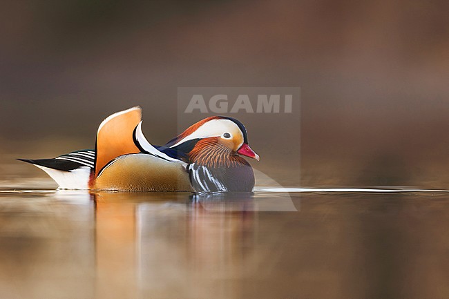 Drake Mandarin Duck (Aix galericulata) in Germany. stock-image by Agami/Ralph Martin,