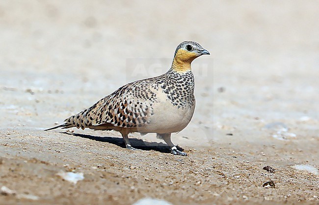 Spotted Sandgrouse (Pterocles senegallus) female taken at  Salalah - Oman stock-image by Agami/Aurélien Audevard,