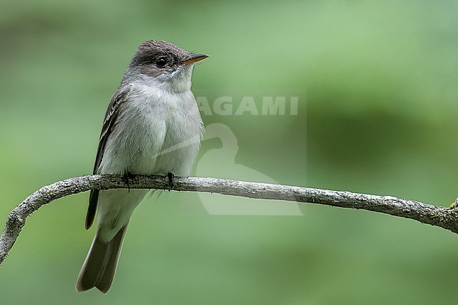 Eastern Wood-Pewee (Contopus virens) perched on a branch in Ontario, Canada. stock-image by Agami/Glenn Bartley,
