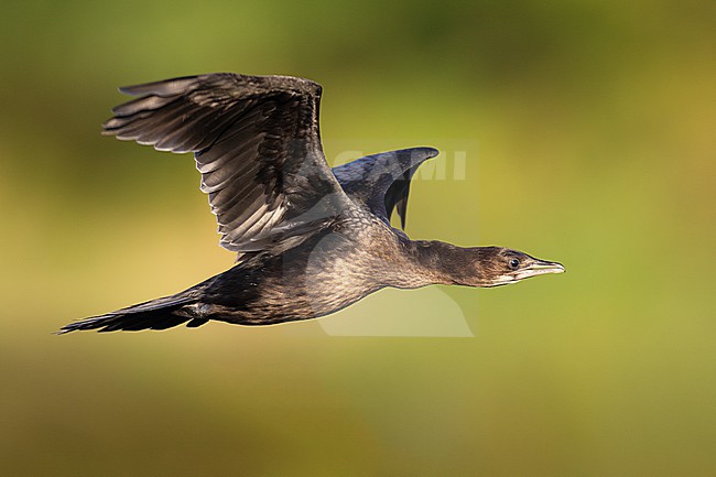 Pygmy Cormorant, Microcarbo pygmeus, in Italy. stock-image by Agami/Daniele Occhiato,