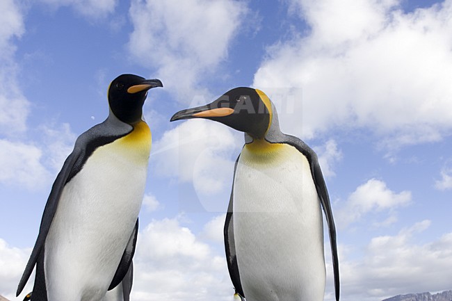 King Penguin pair standing in the colony; KoningspinguÃ¯n paar staand in de kolonie stock-image by Agami/Marc Guyt,