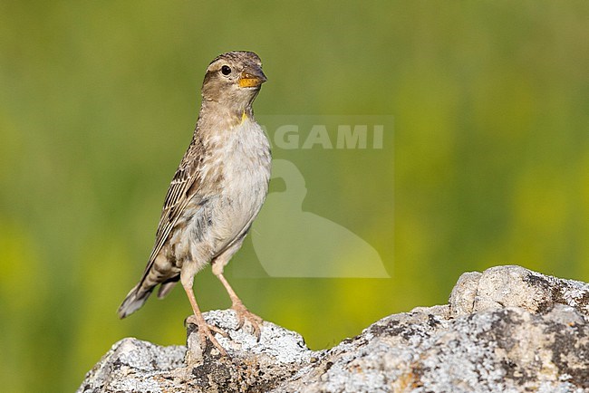 Rock Sparrow (Petronia petronia), adult standing on a rock, Abruzzo, Italy stock-image by Agami/Saverio Gatto,