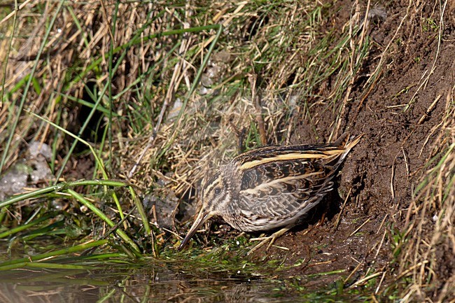 Bokje in de winter aan de slootkant; Jack Snipe in winter at side of ditch stock-image by Agami/Arnold Meijer,