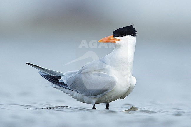 Adult American Royal Tern (Thalasseus maximus) standing on a beach in Galveston County, Texas, USA during sprint. Standing in shallow sea water. stock-image by Agami/Brian E Small,