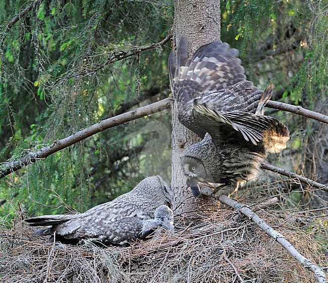 Laplanduil, Great Grey Owl stock-image by Agami/Jari Peltomäki,