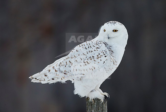 Female Snowy Owl (Bubo scandiaca) wintering in Ottawa, Canada. stock-image by Agami/Markus Varesvuo,