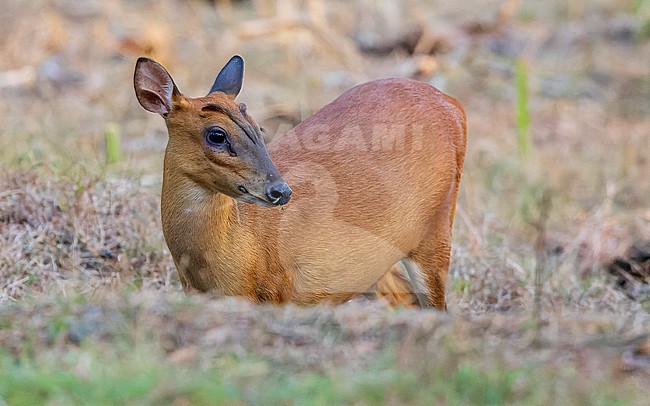 Southern Red Muntjac (Muntiacus muntjak) looking to the right. stock-image by Agami/Lennart Verheuvel,