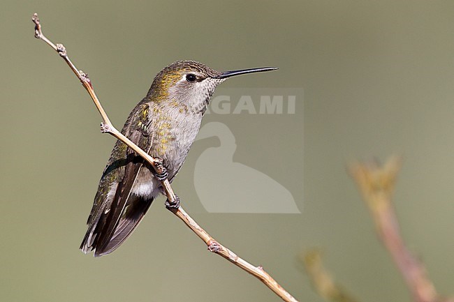 Adult female
Riverside Co., CA
March 2012 stock-image by Agami/Brian E Small,