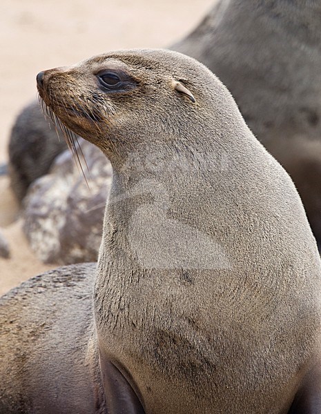 Kaapse pelsrob portrait, Cape Fur Seal portret stock-image by Agami/Wil Leurs,
