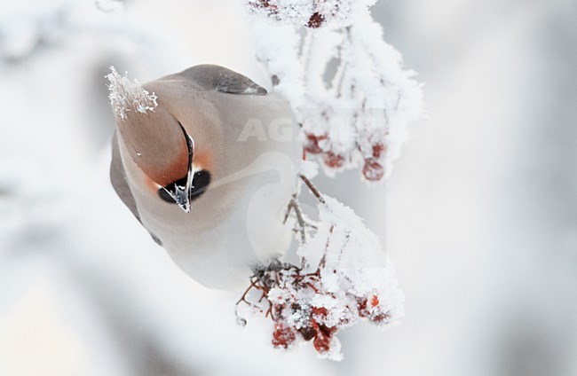 Volwassen Pestvogel foeragerend op bessen in de winter; Adult Bohemian Waxwing foraging on berries in winter stock-image by Agami/Markus Varesvuo,