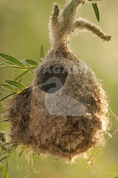 Nest of Penduline Tit (Remiz pendulinus) Poland, Nest van Buidelmees Polen stock-image by Agami/Menno van Duijn,
