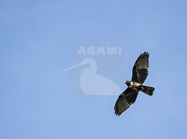 Black Baza, Aviceda leuphotes, in flight in Thailand. stock-image by Agami/Pete Morris,