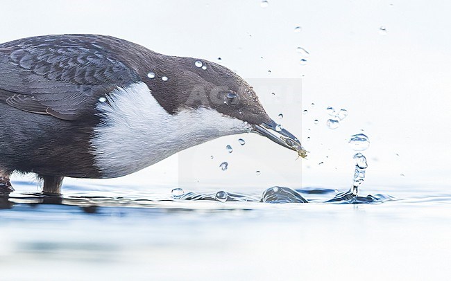 White-throated Dipper ssp cinlus (Cinclus cinclus cinclus, Black-bellied Dipper) stock-image by Agami/Lennart Verheuvel,