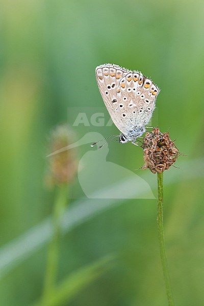 Polyommatus icarus - Common Blue - Hauhechel-Bläuling, Germany (Baden-Württemberg), imago stock-image by Agami/Ralph Martin,