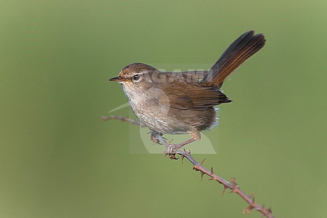 Cetti's Warbler, Cettia cetti, perched on a twig in Italy. stock-image by Agami/Daniele Occhiato,