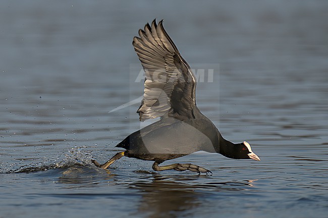 Eurasian Coot (Fulica atra) adult bird taking off from water in Finland stock-image by Agami/Kari Eischer,