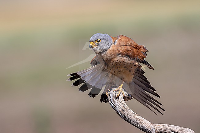 Preening bird with outstretched tail and wing, free on a branche. stock-image by Agami/Onno Wildschut,