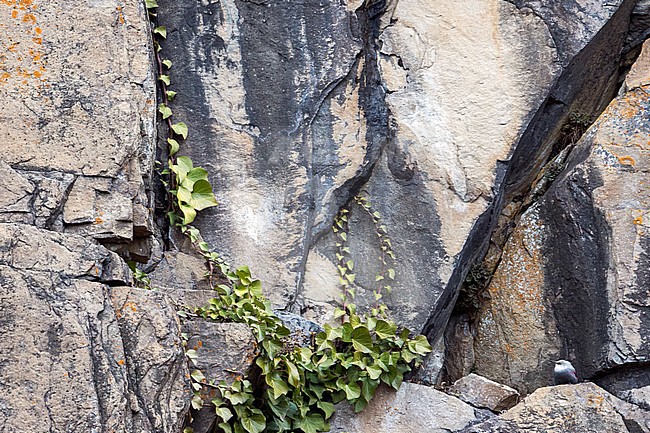 Wallcreeper - Mauerläufer - Tichodroma muraria, Germany, winter plumage stock-image by Agami/Ralph Martin,